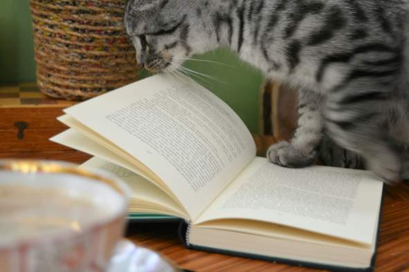 Literary Paws: Silent Reading Night with Cats