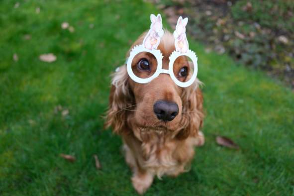 Photos with the Easter Bunny