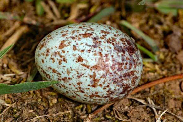 Junior Scientists: Dinosaur Babies