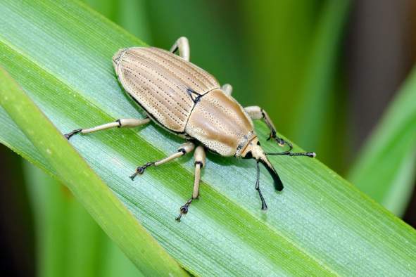 Build-a-Bug Activity