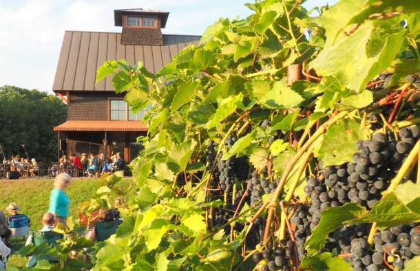 Shelburne Vineyard