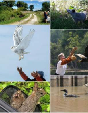 Vermilion River Watershed 17th Annual Open House and Free Live Wildlife Exhibit