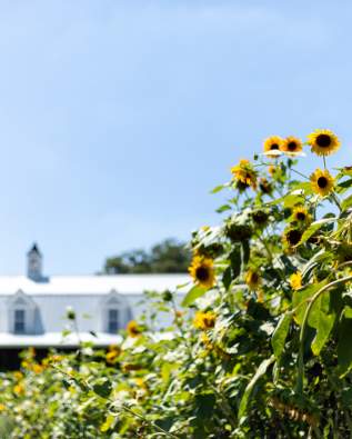 Sunflower Hill Farm Sunflowers