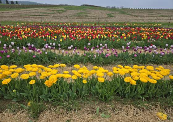 York, PA, in Spring: Fresh Blooms, Local Flavors & Hidden Gems in York County