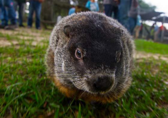Observing Groundhog Day in York County