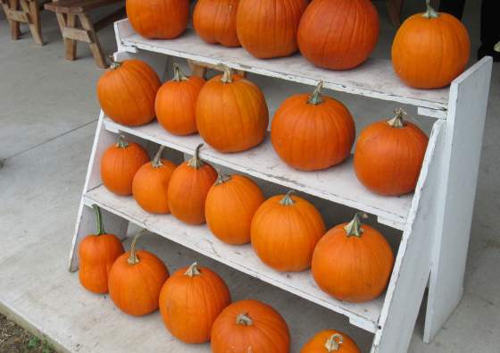 Your Guide To Pumpkins & Pumpkin Patches In York County