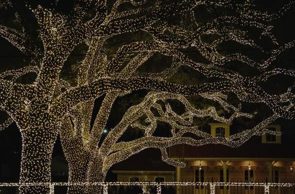 Oak Tree Christmas Lights