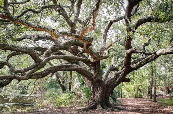 Oak tree, park