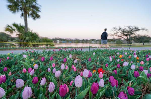 Big Lake at New Orleans City Park - Tulips at Sunset