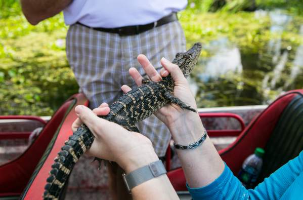 Jean Lafitte Swamp Tour