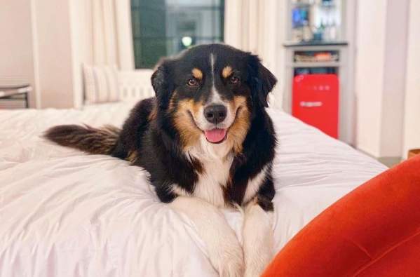 Pet-Menities - Virgin Hotels New Orleans