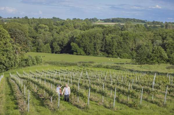 Sussex Winelands: Vineyards You Can Visit This Weekend from London