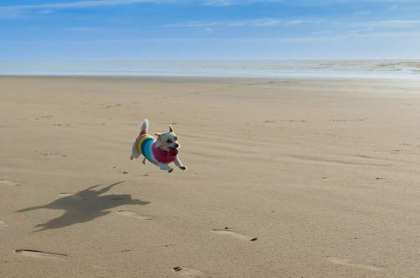a small white dog running on camber sands beach
