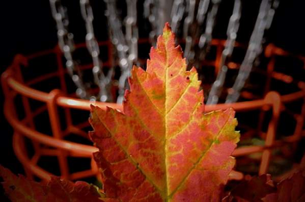Maple Hill Disc Golf