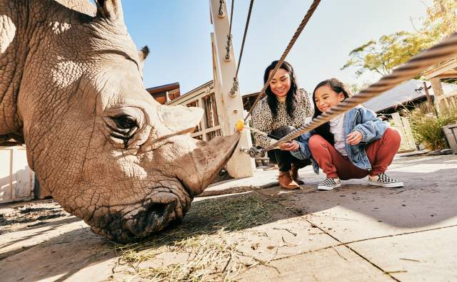Feeding a rhino at Utah's Hogle Zoo