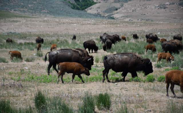 Many Bison - Bison Roundup