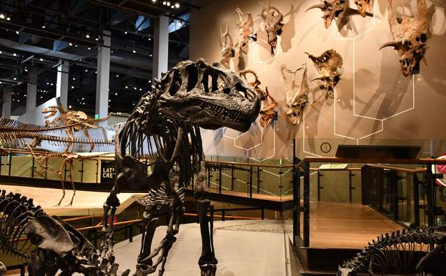 Natural History Museum of Utah Allosaurus