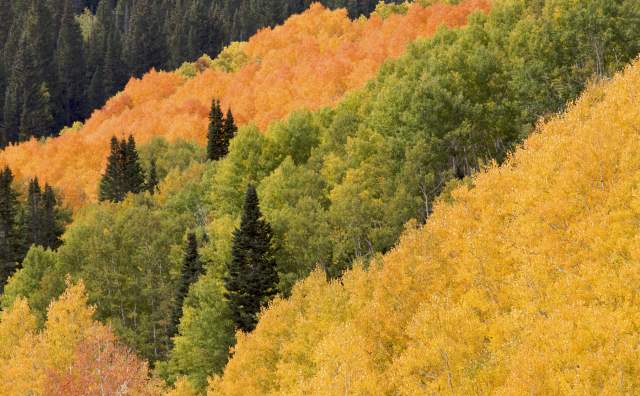 Autumn in the Wasatch