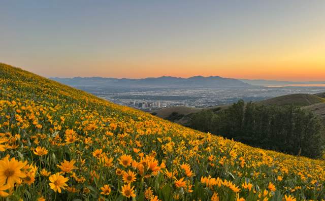 Hillside covered in yellow wildflowers with the Salt Lake valley and Oquirrh mountains across the valley at sunset
