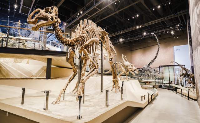 Dinosaur Skeleton at Natural History Museum of Utah