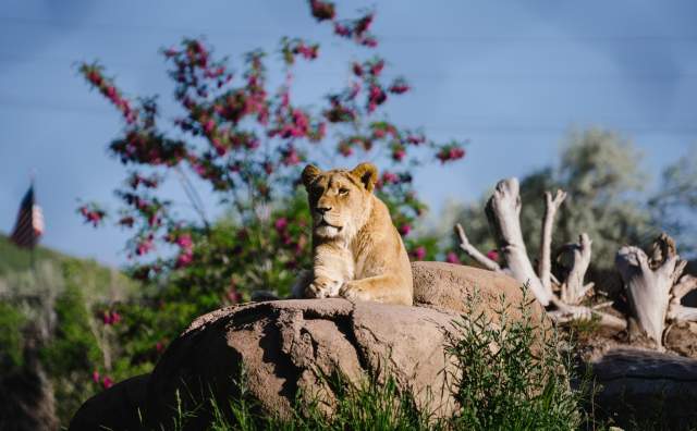 Female Lion at Utah's Hogle Zoo Brew