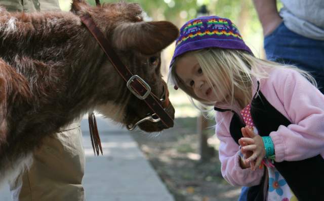 Little Girl Meeting a Baby Oxen at This is The Place State Park