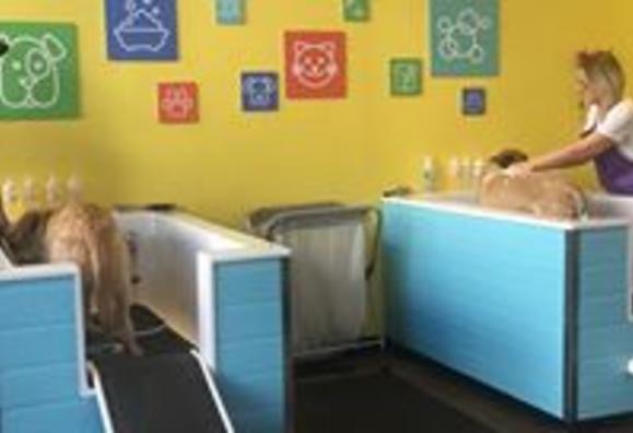 Bone hotsell dog boutique