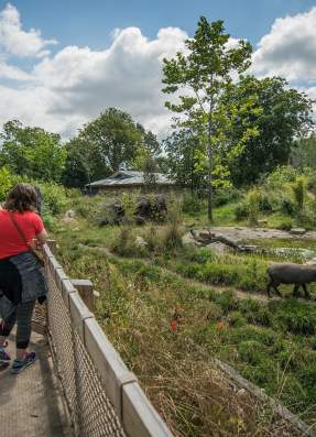 Chester Zoo named England’s most popular attraction outside of London