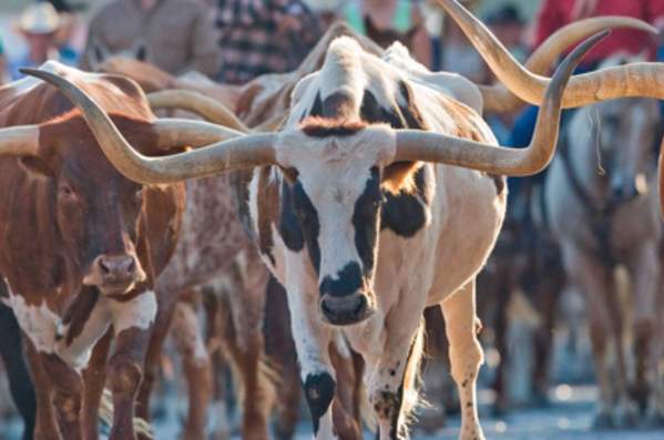 What to Expect at the Fort Worth Cattle Drive