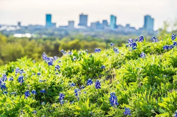 Blue Bonnet Fort Worth