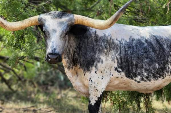 Get to Know the Fort Worth Herd: Cowboy Houdini