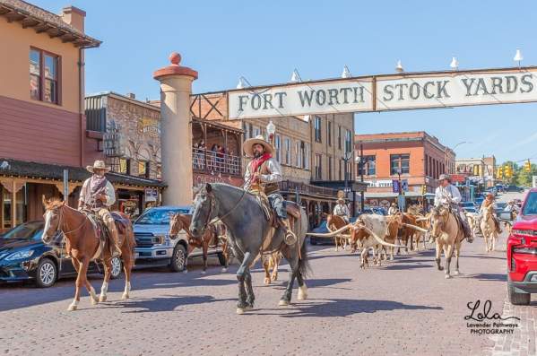 Meet the Fort Worth Herd