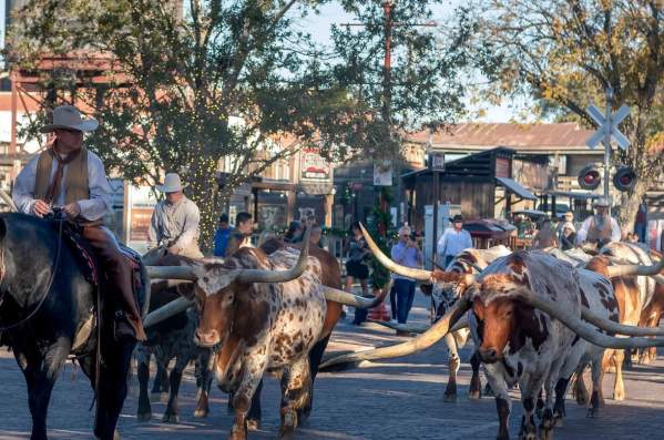 Drovers of the Fort Worth Herd: Keeping Western Heritage Alive