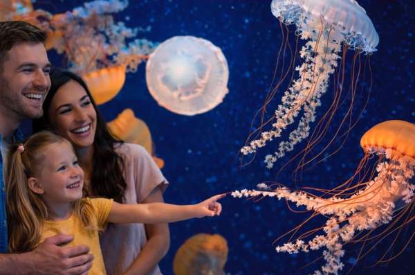 A mother, father, and daughter enjoying an exhibit at the Jellyfish Museum