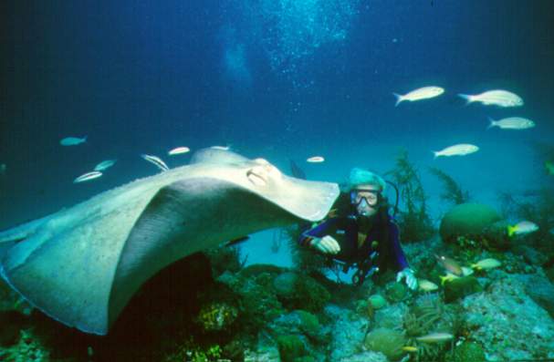 Undersea Beauty