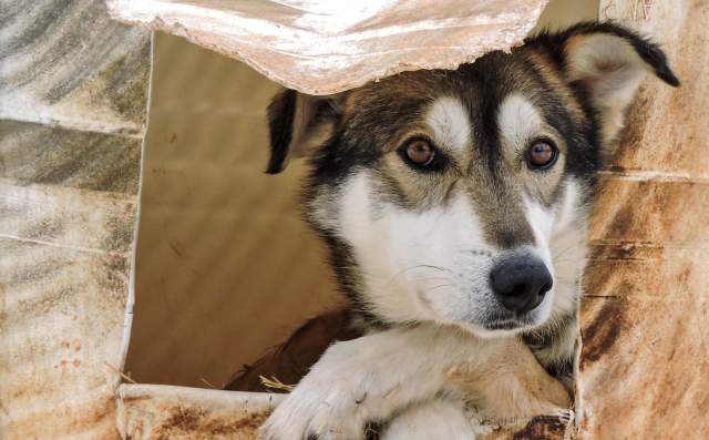Anchorage Fur Rondy Sled Dog