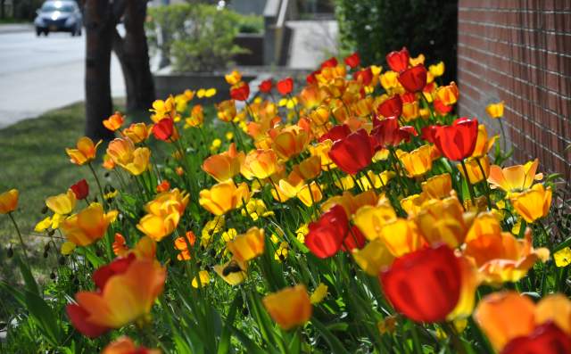 Flowers blooming in Anchorage