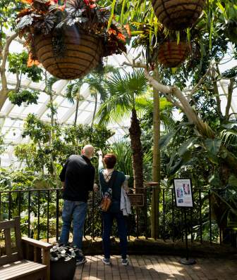 A man and woman looking out at the view inside a greenhouse conservatory surrounded by plants and trees.