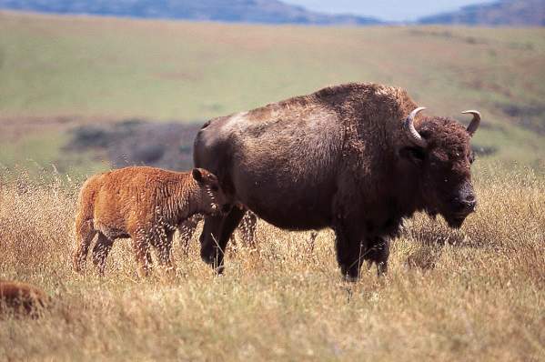 baby-buffalo-spring.jpg