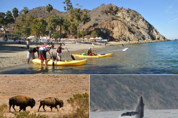 Catalina Tours
