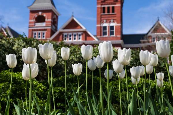 Samford Lawn Tulips Flowers