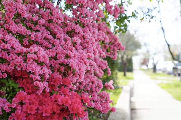 AZALEA & DOGWOOD TRAIL