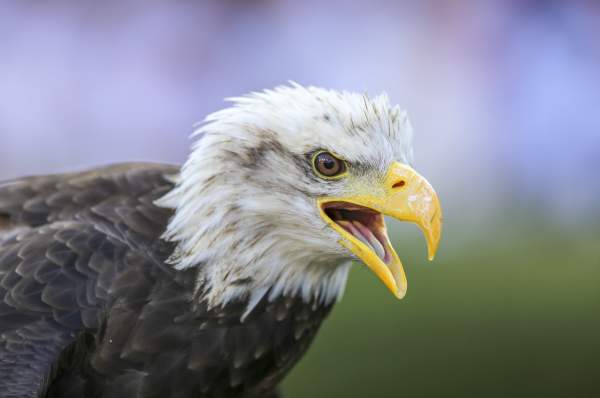A brief history of the War Eagle Battle Cry & the Auburn Raptor Center