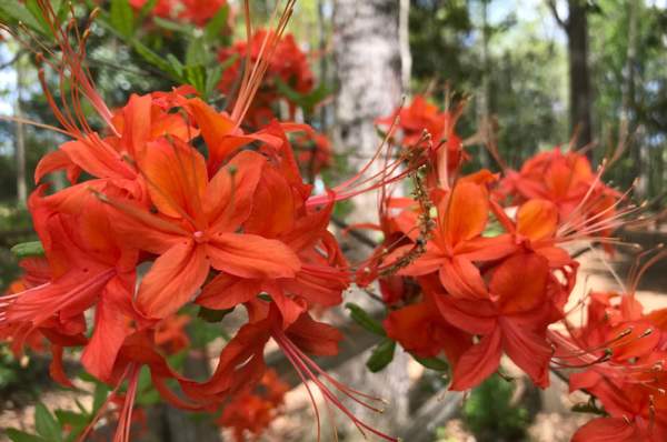 C A R O L I N E   D E A N  W I L D F L O W E R G A R D EN