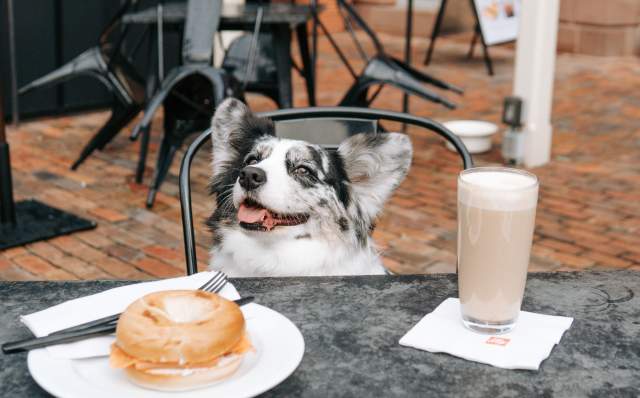 dog ready to eat their bagel
