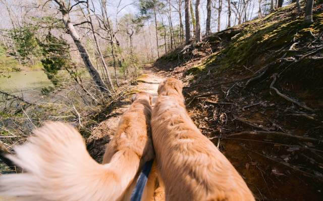 Dogs going on a hike
