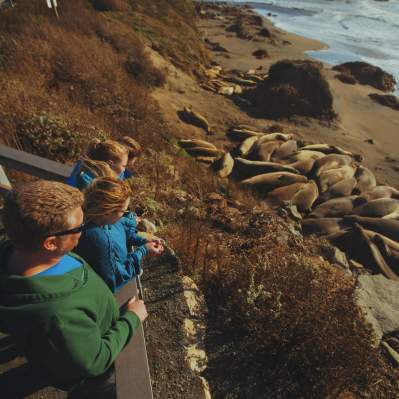 Family looking at seals