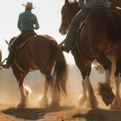 Close up of three clydesdale horses walking in a line away from camera with riders