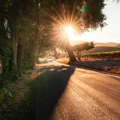 Car driving on rural road in with vineyards on either side