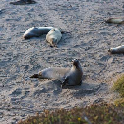 Sea lions on a SLO CAL beach near San Simeon